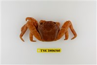 藏品(白紋方蟹)的圖片